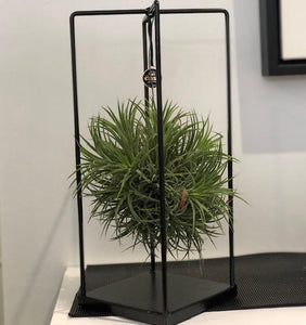 Tillandsia Ball