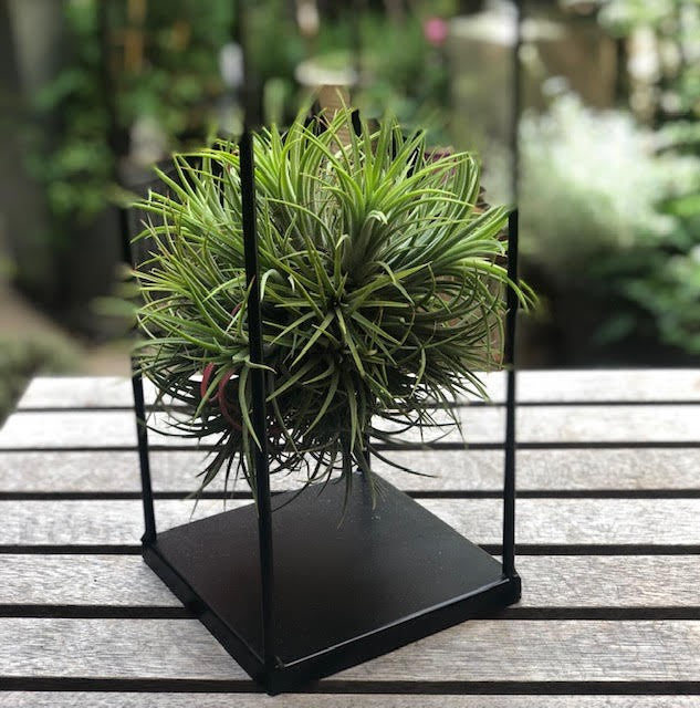 Tillandsia Ball