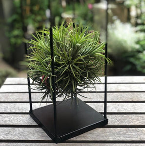 Tillandsia Ball