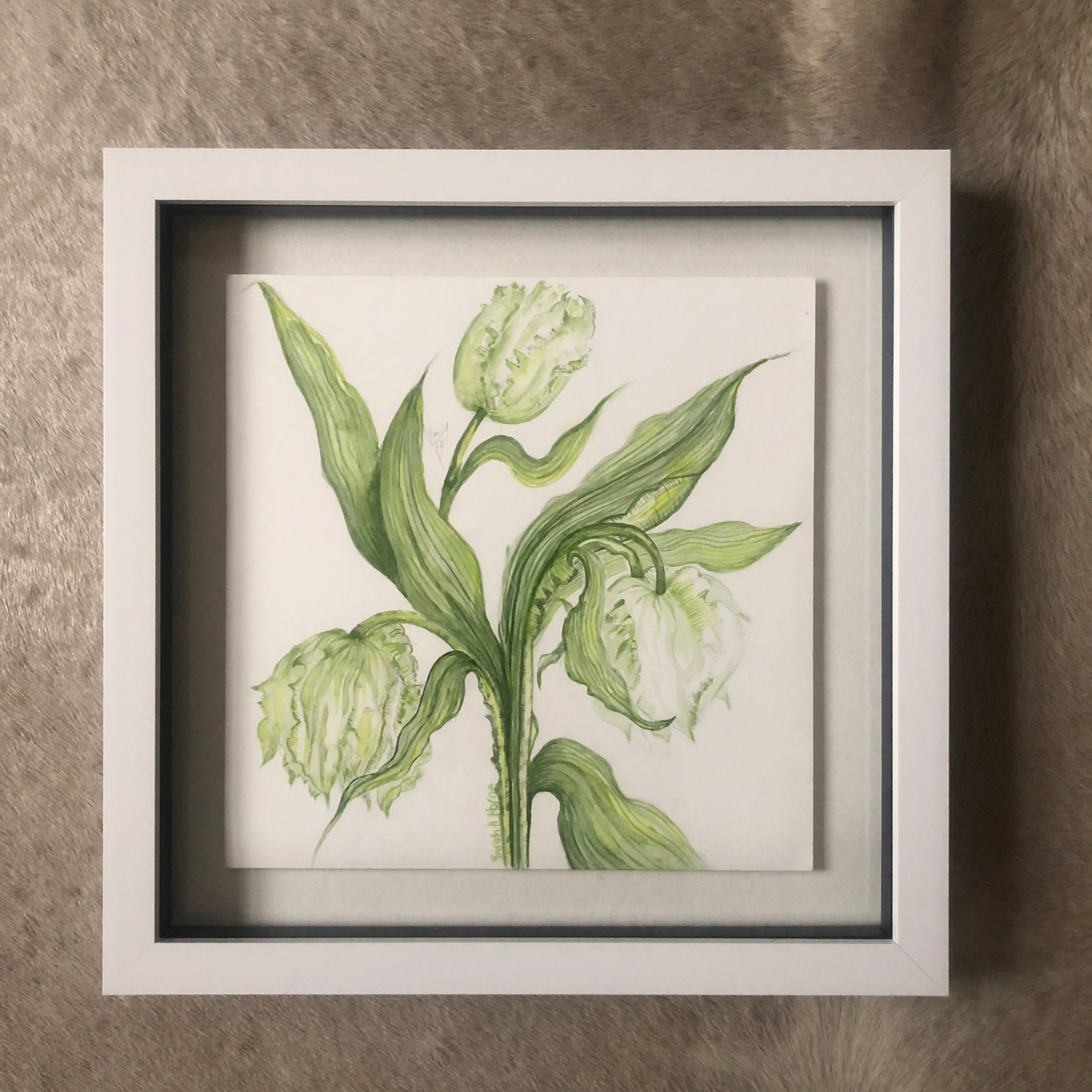 White Parrot Tulips Watercolour SOLD - Sarah Horne Botanicals