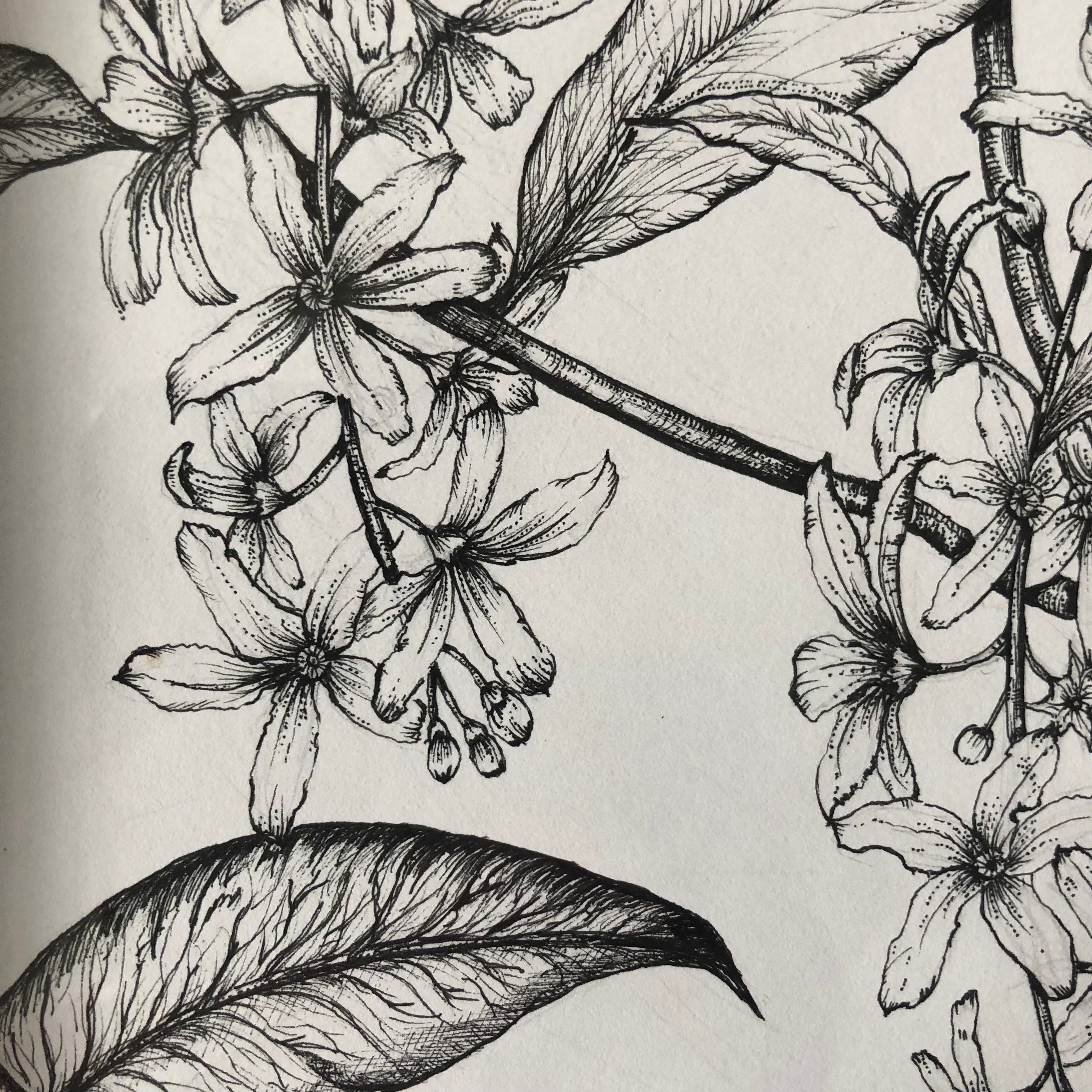 Botanical Portfolio 12th to 19th November 2022: Nova Fine Art - Sarah Horne Botanicals