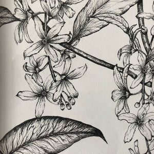Botanical Portfolio 12th to 19th November 2022: Nova Fine Art