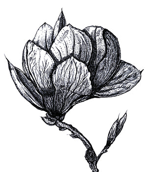 Magnolia